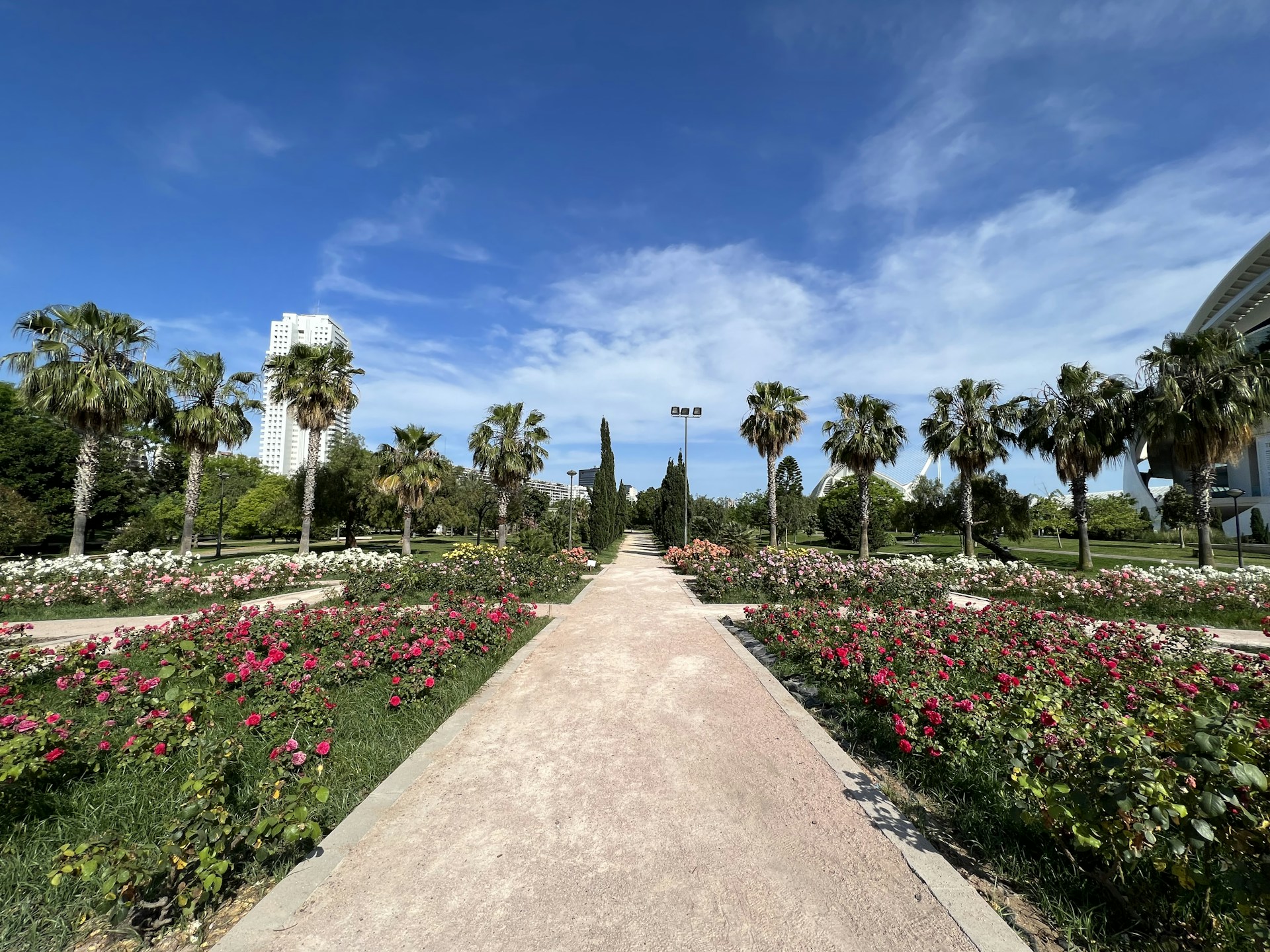 a path with flowers and trees on the side