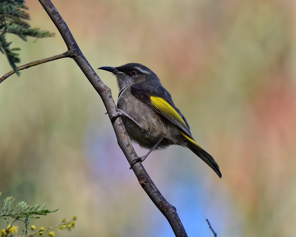 a bird on a branch