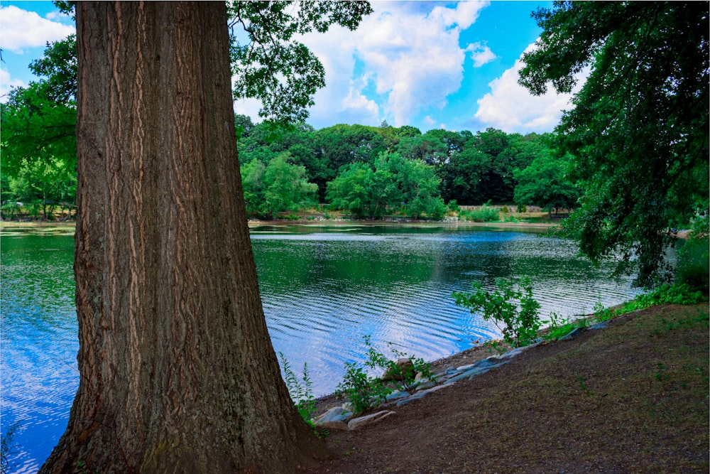 a tree next to a body of water