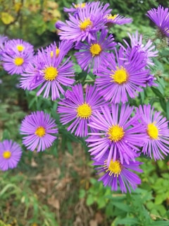 September Birth Flower, Aster