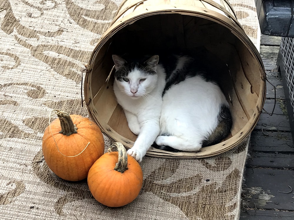 a cat lying in a basket with pumpkins