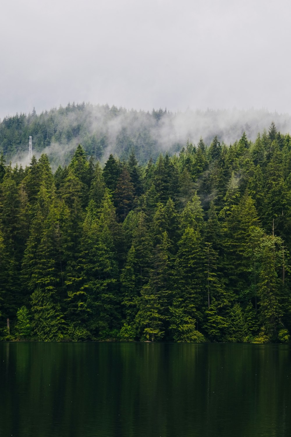 a forest of trees next to a body of water