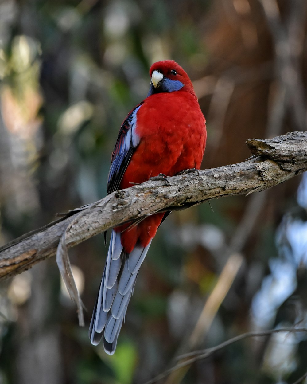 a red and blue bird on a branch