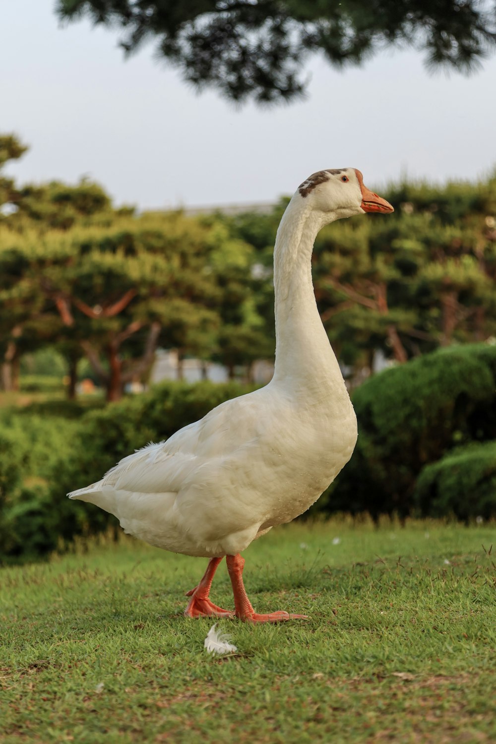 a goose standing on grass