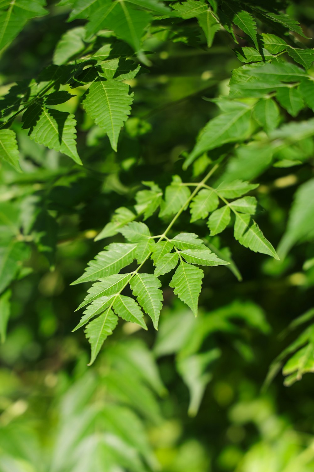 a close up of some leaves