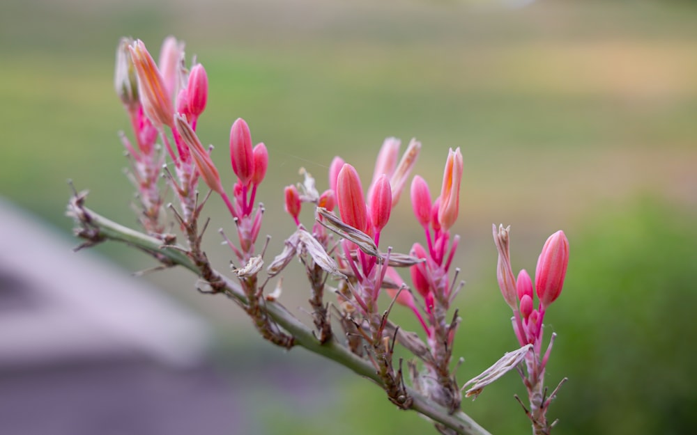 a close up of a plant