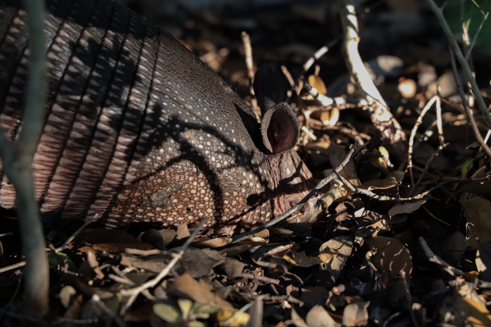 Una serpiente en el suelo