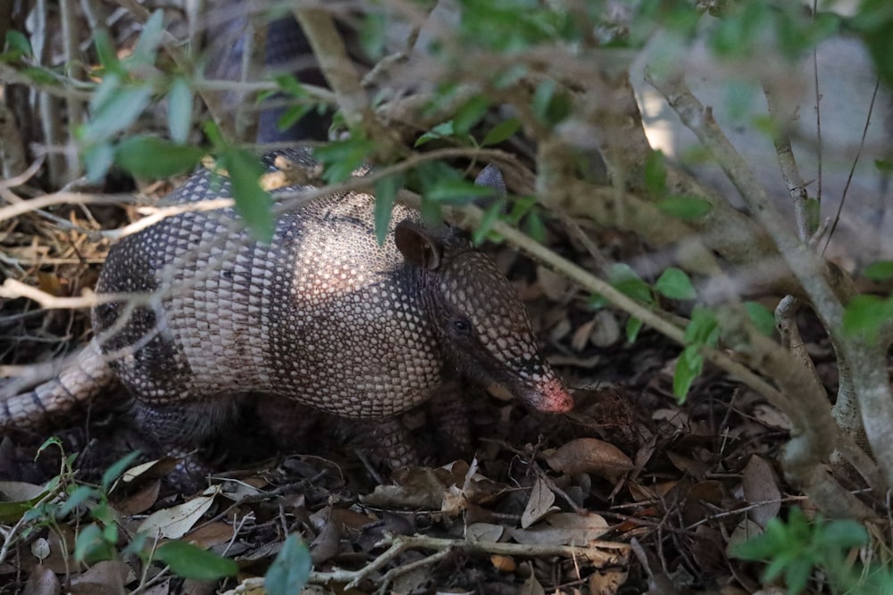 Un petit animal dans les bois