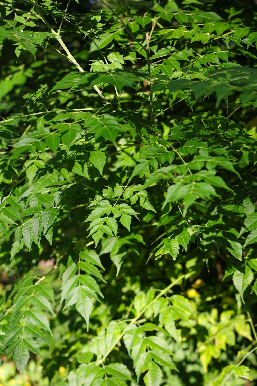 Un primer plano de algunas plantas