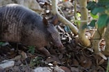 a small animal in the dirt