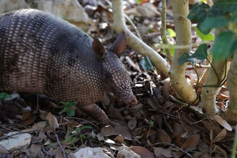 Un pequeño animal en la tierra