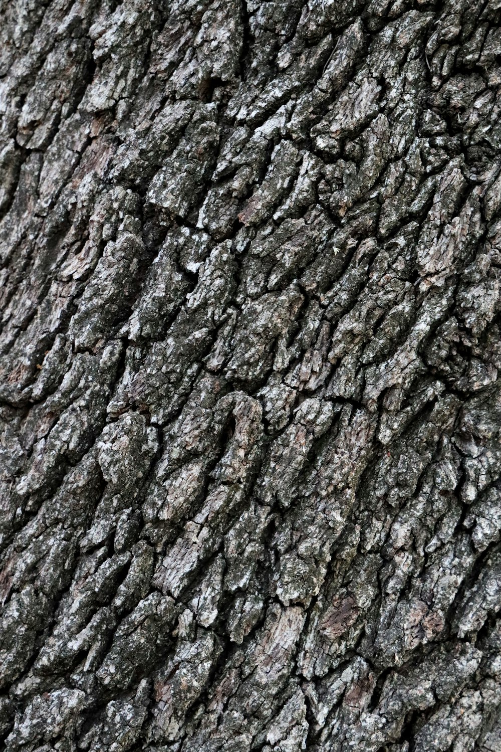 a close up of a tree bark