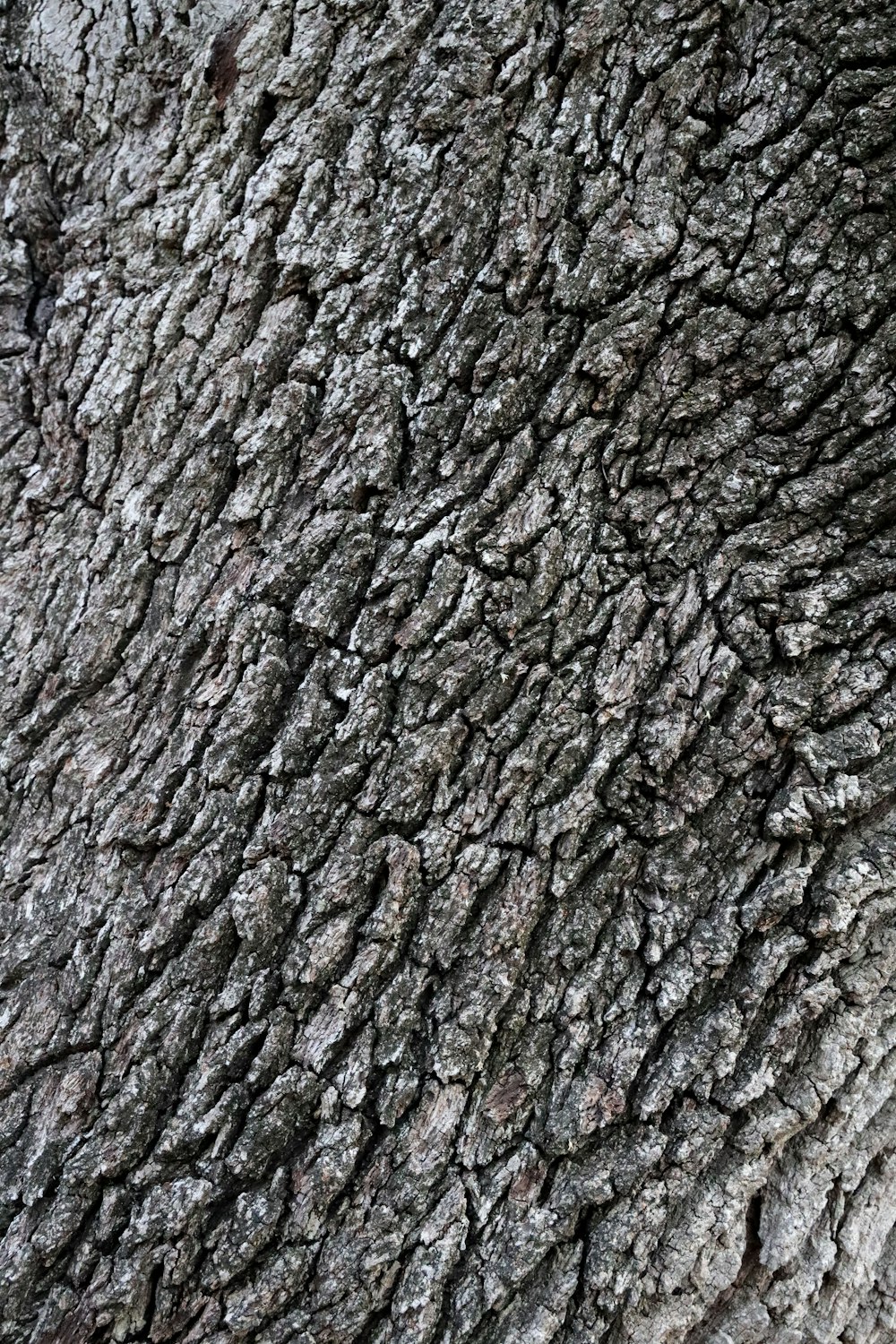 a close up of a tree bark