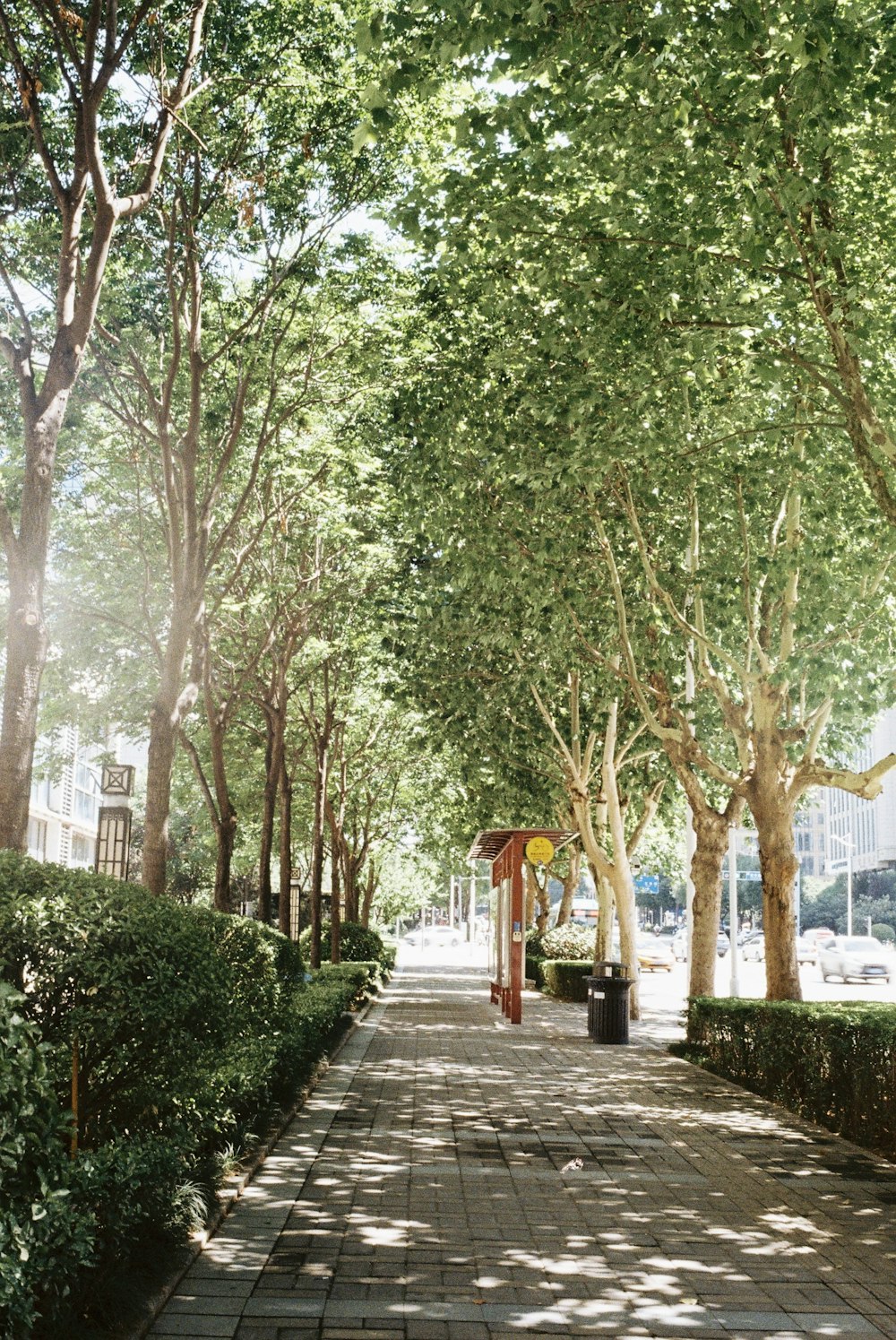 a walkway with trees on either side