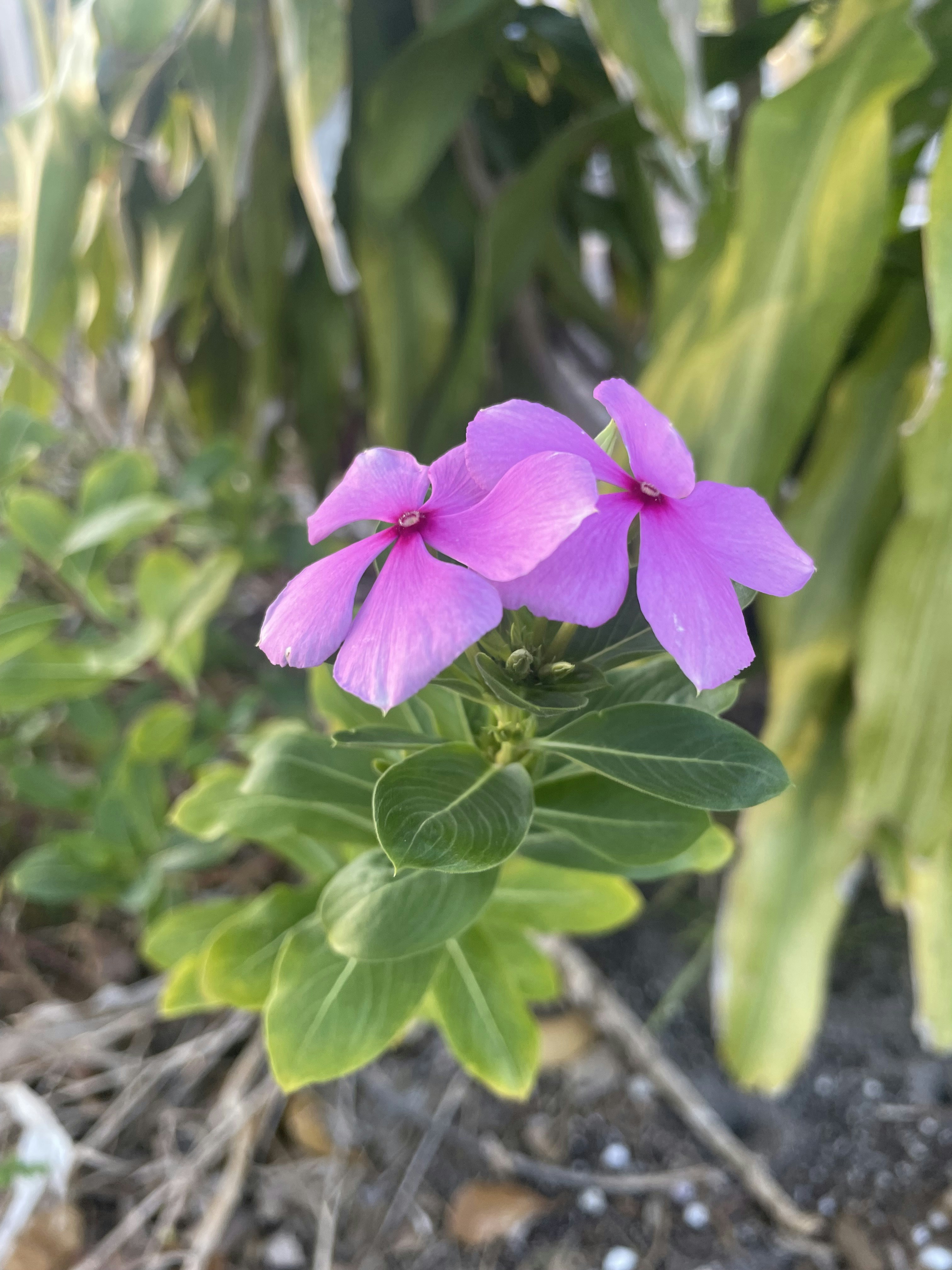 Photo by wallpapers2006