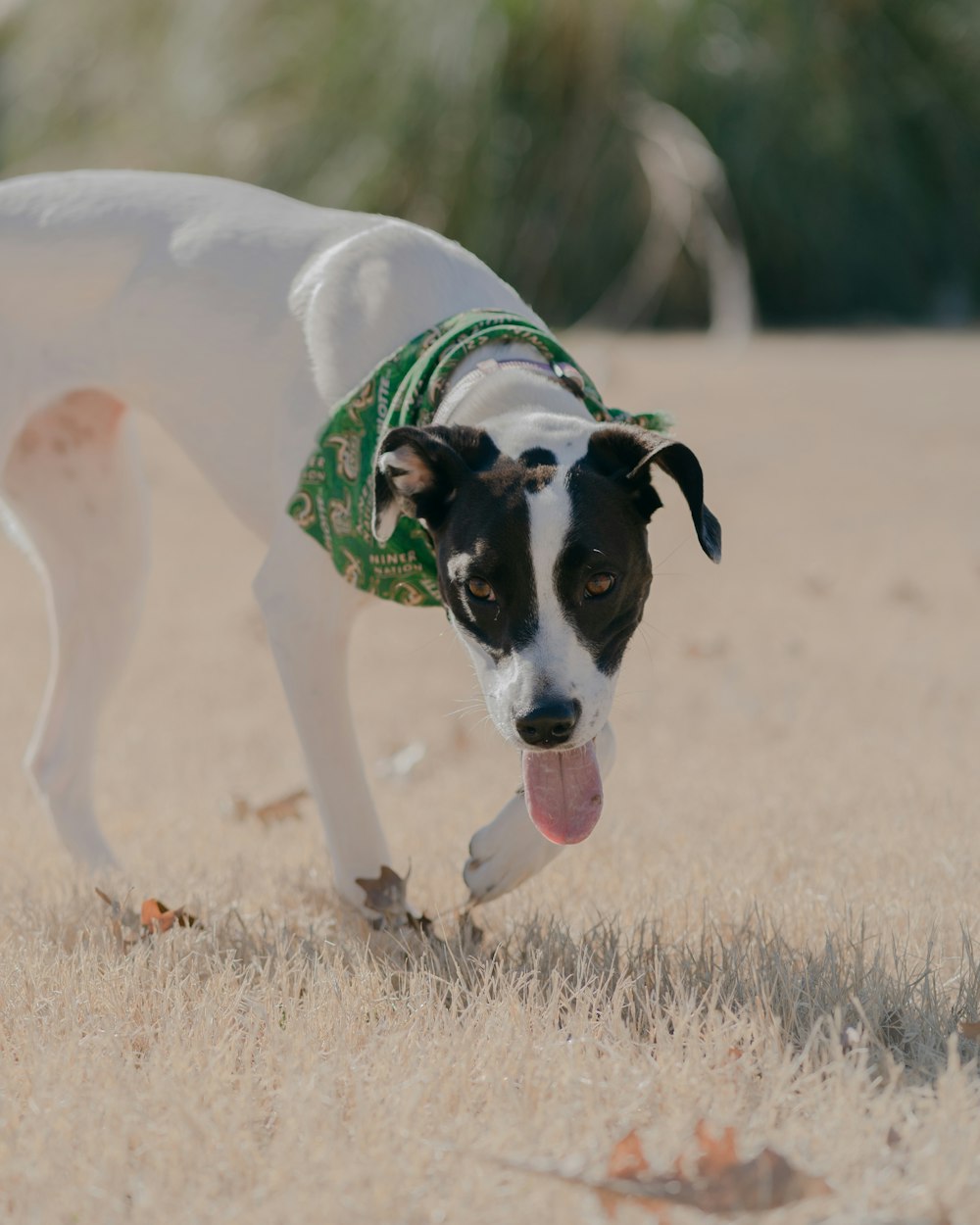 a dog wearing a green jacket