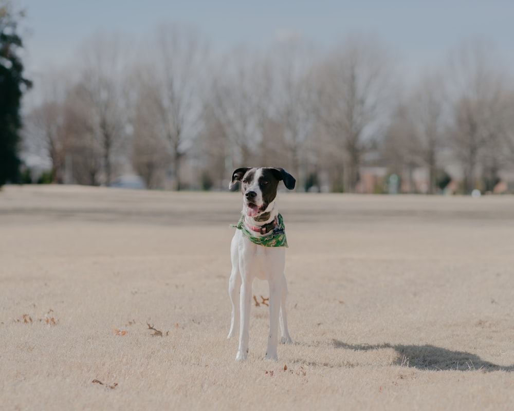 a dog holding a ball in its mouth