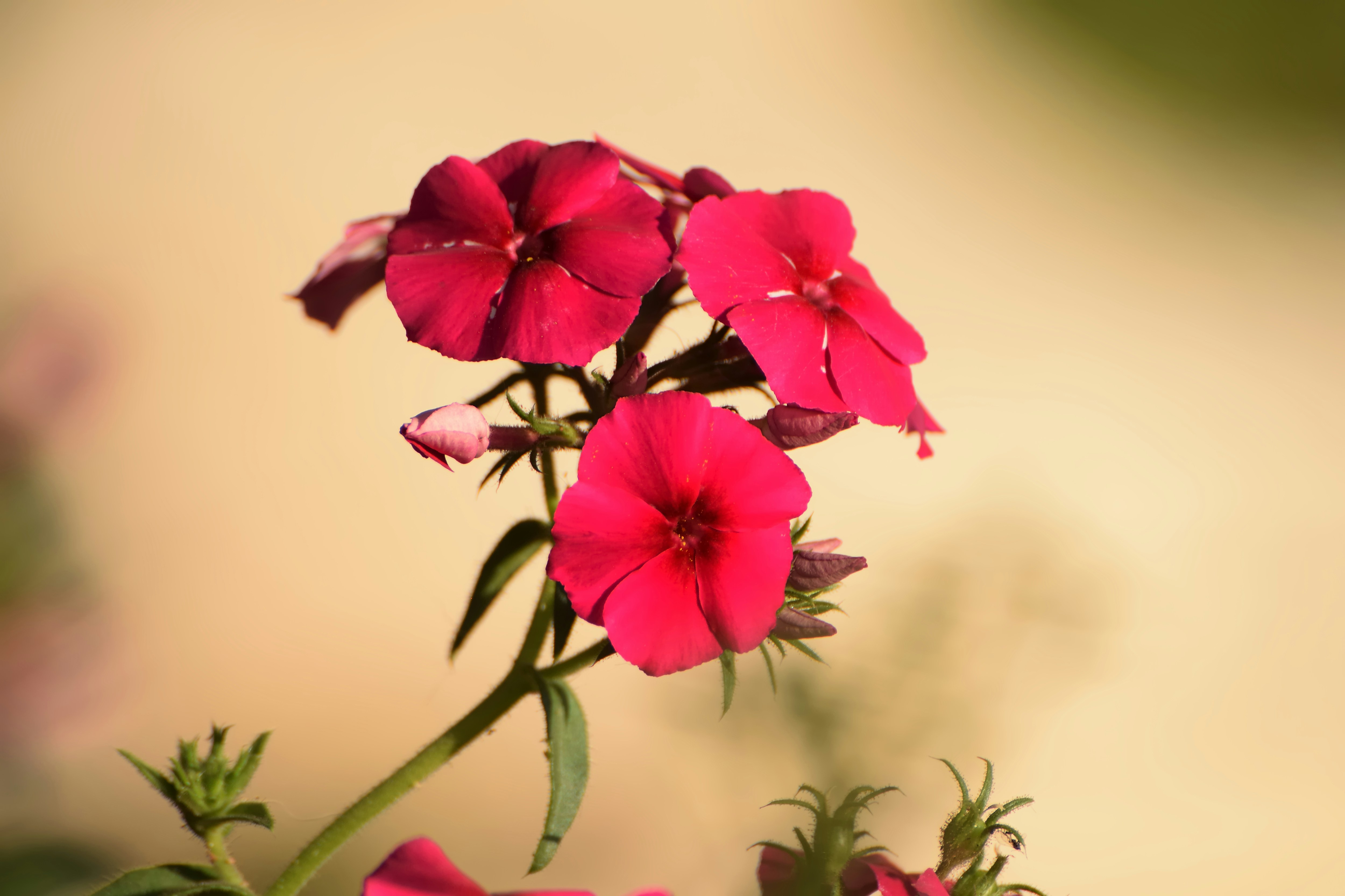 Photo by azxa661
