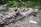A scene of outdoor debris featuring a charred log and scattered wooden planks lying on the ground. The setting is surrounded by greenery, with leaves and shrubs visible in the background. A discarded plastic bottle is lying on the ground among a mix of natural and human-made materials.