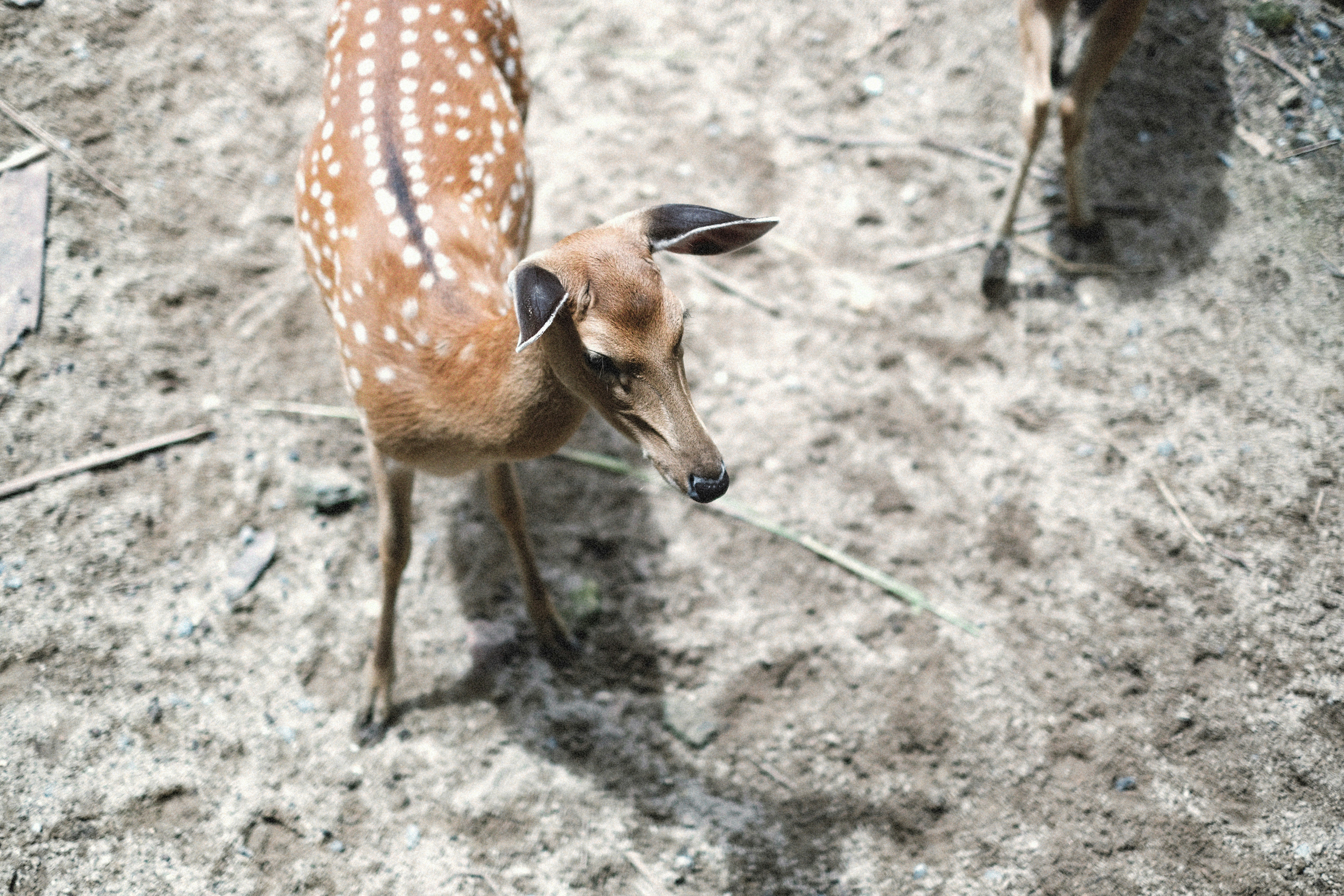 Photo by alexeydemidov