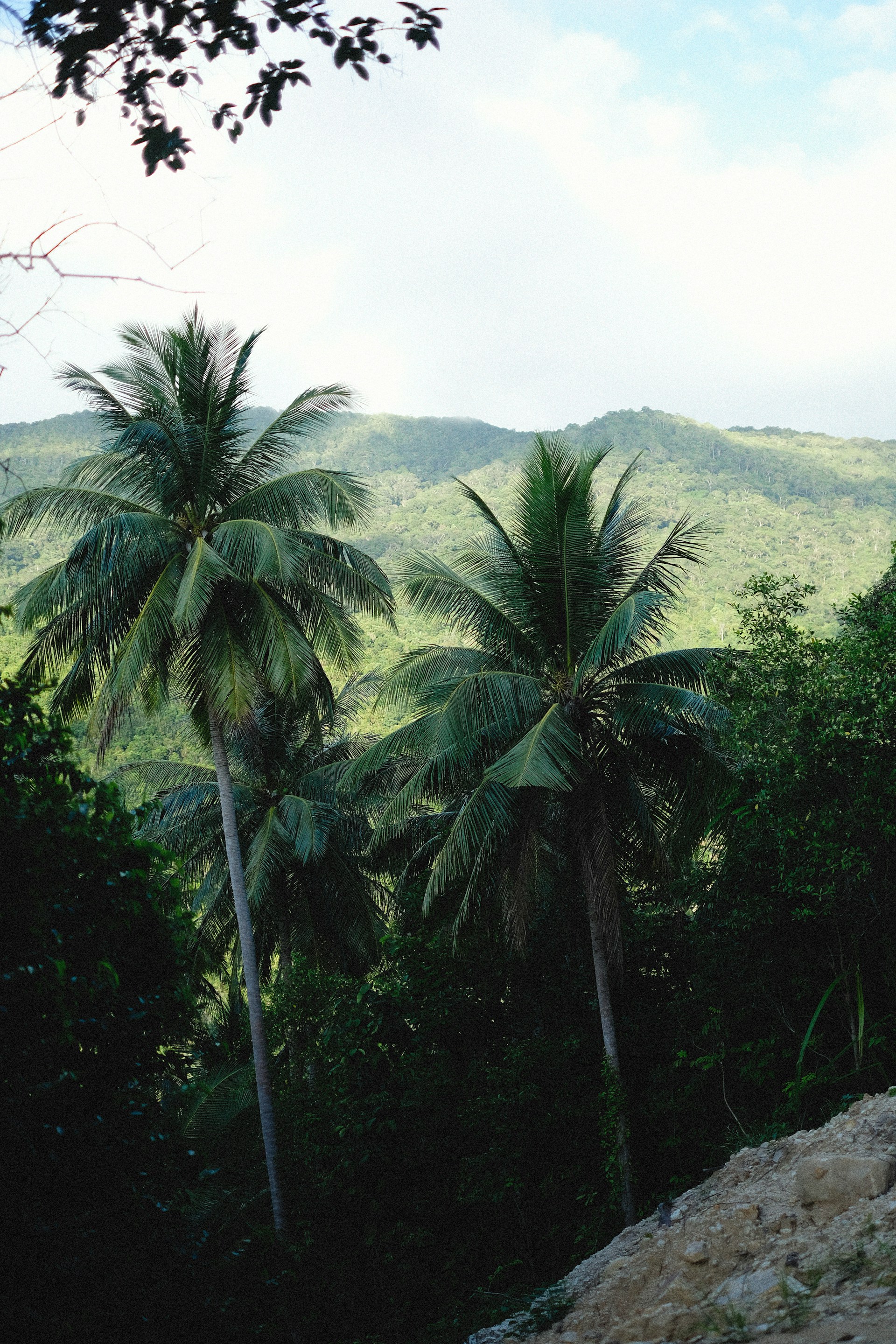 a group of palm trees
