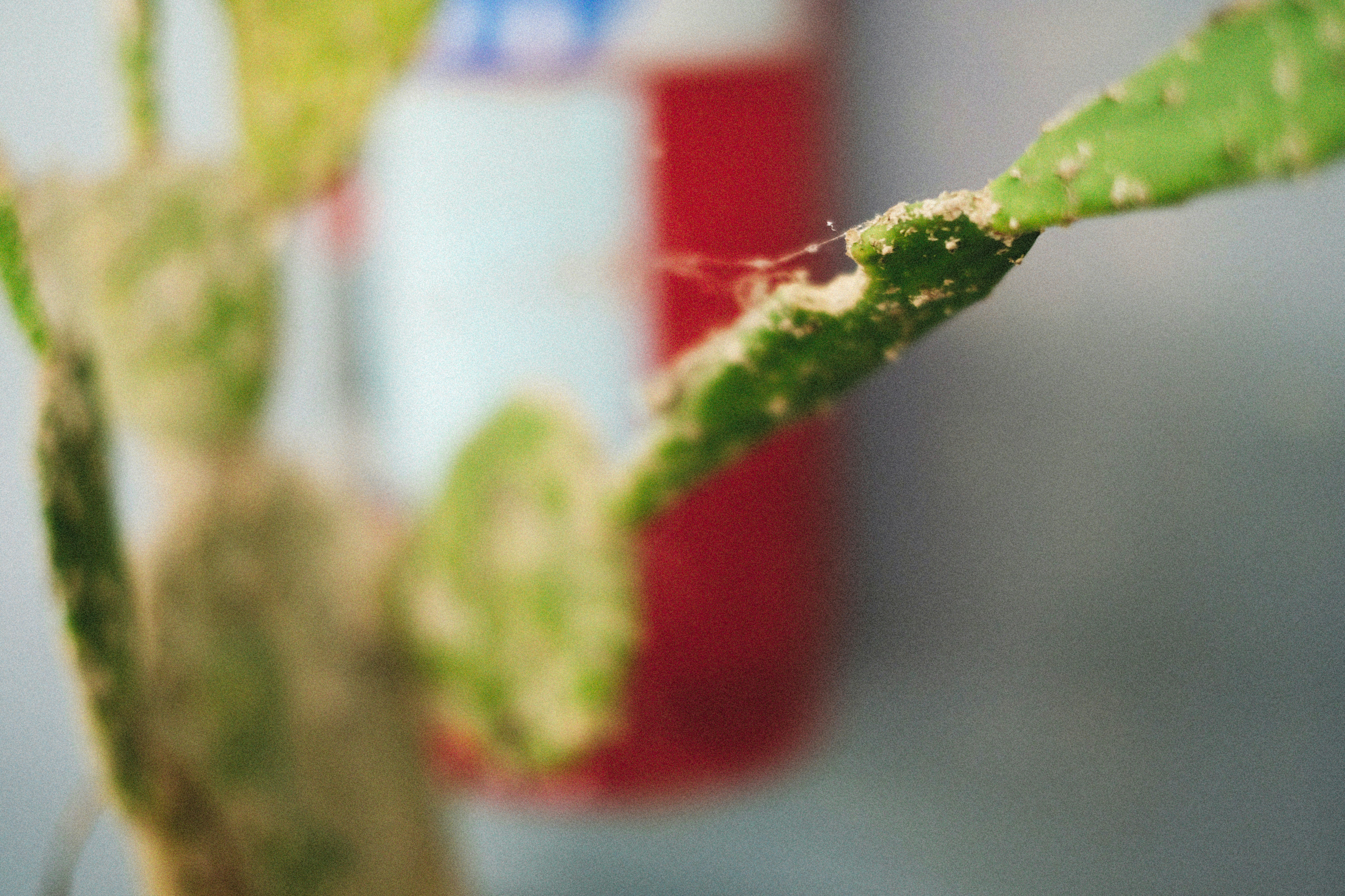 Photo by alexeydemidov