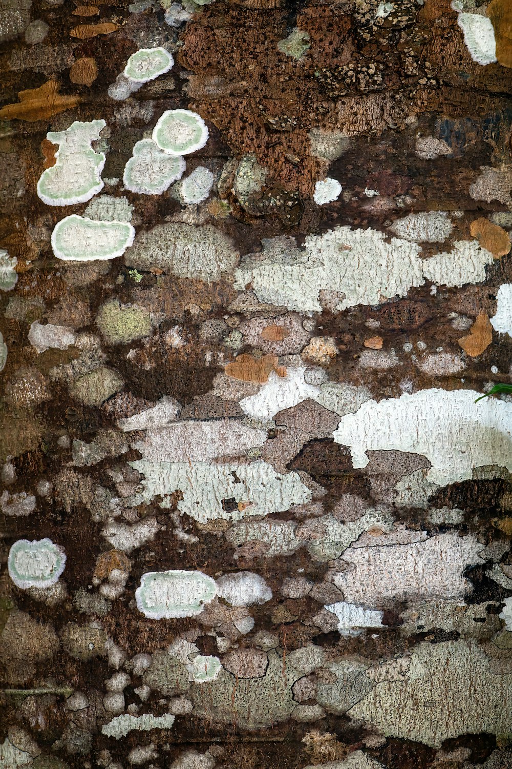 a pile of white and brown leaves