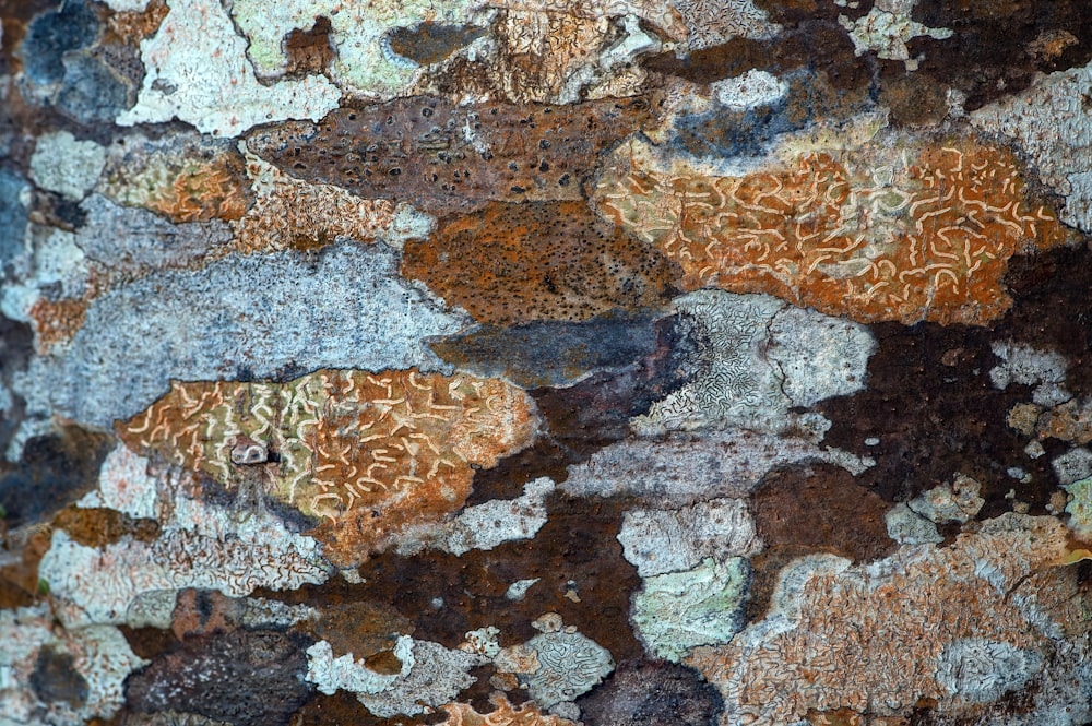 a close-up of some rocks