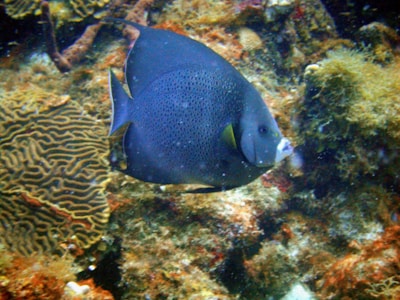 Close-up of vibrant tropical fish swimming near a coral reef.