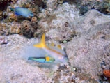An underwater scene with vibrant tropical fish swimming amongst corals on the ocean floor, displaying a rich diversity of marine life.