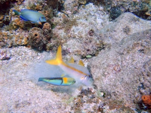 An underwater scene with vibrant tropical fish swimming amongst corals on the ocean floor, displaying a rich diversity of marine life.