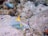 An underwater scene with vibrant tropical fish swimming amongst corals on the ocean floor, displaying a rich diversity of marine life.