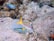 An underwater scene with vibrant tropical fish swimming amongst corals on the ocean floor, displaying a rich diversity of marine life.