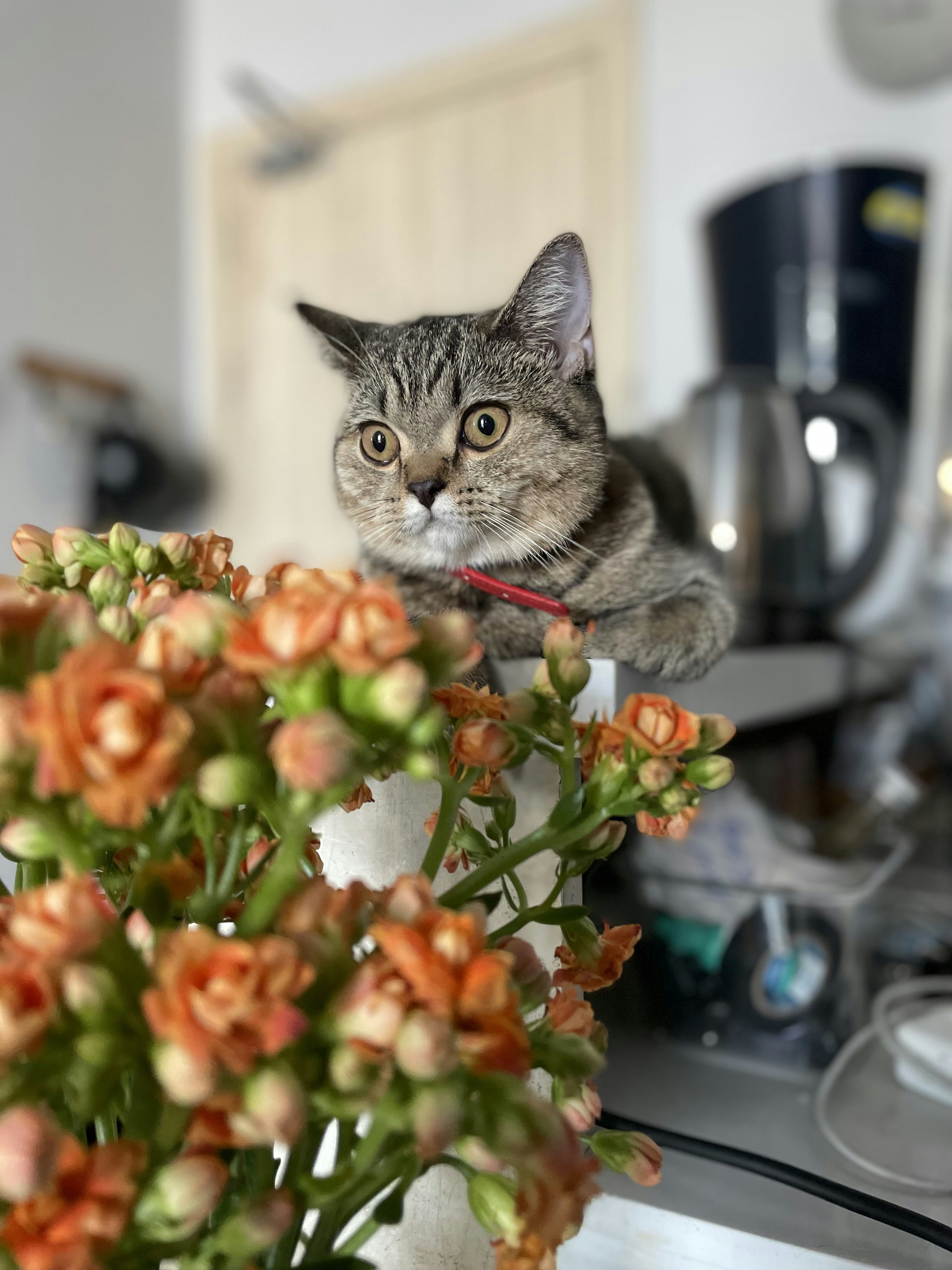 25. Return Home Calmly—Bookend Their Day With Security (image credits: unsplash)