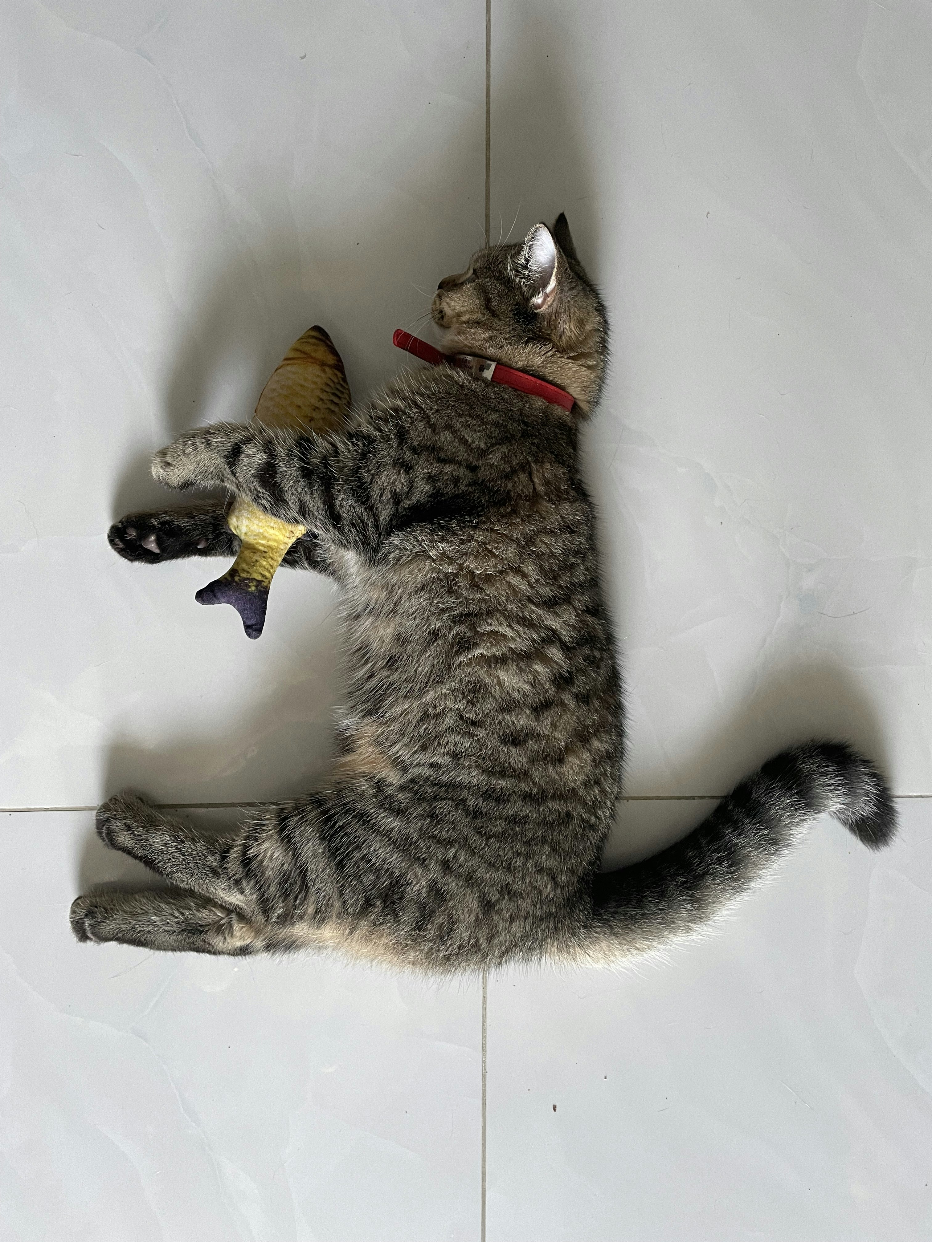 9. Bobbing Fish That Wiggle on Their Own (image credits: unsplash)