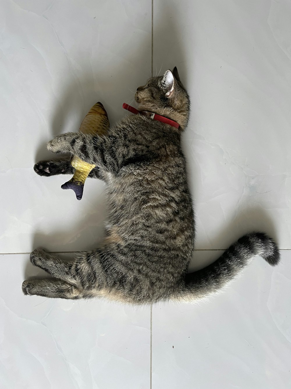 um gato com um brinquedo na boca