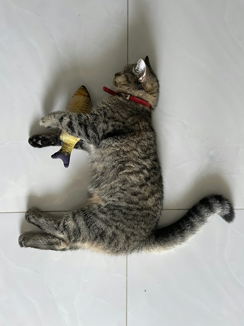 a cat with a toy in its mouth