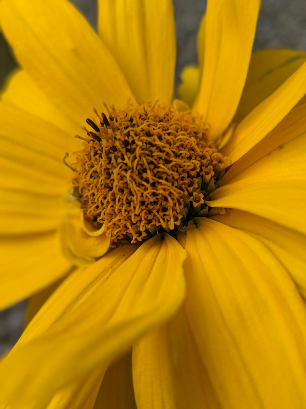 a bee on a yellow flower