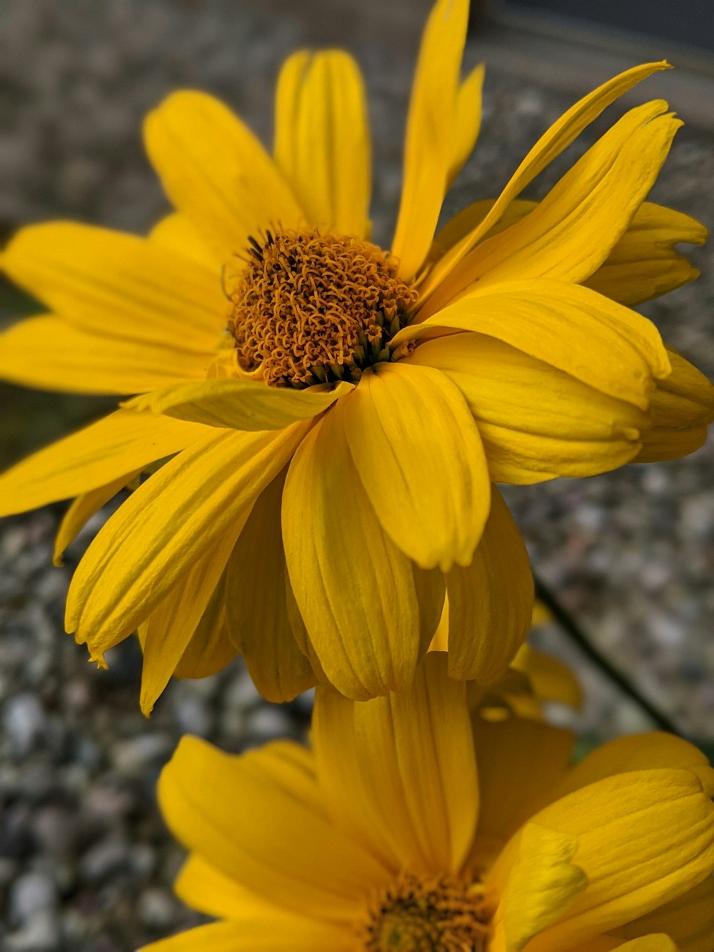 a close up of a yellow flower