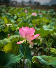 a pink flower surrounded by green leaves