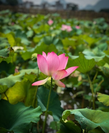 a pink flower surrounded by green leaves