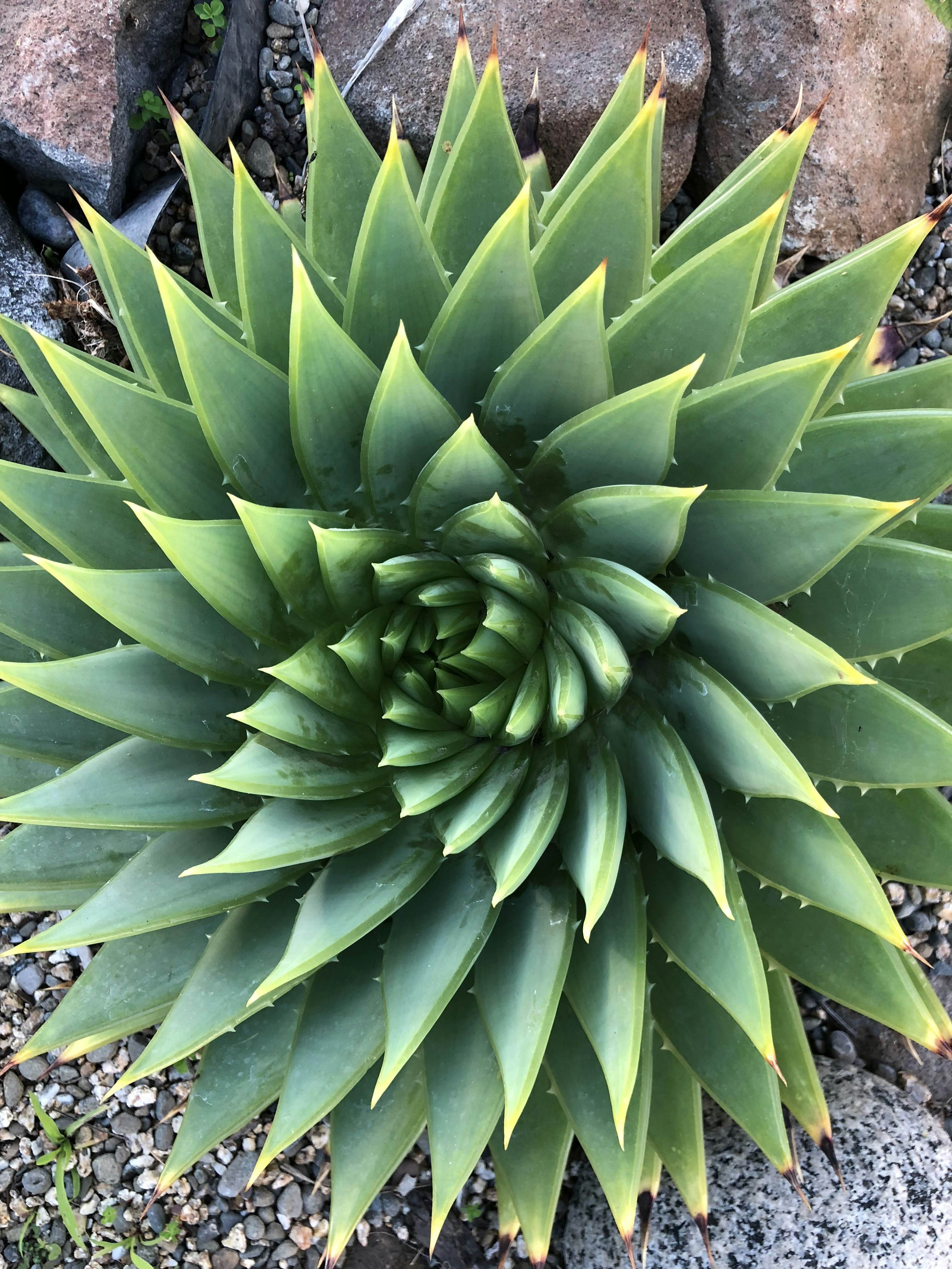 a green plant with many leaves