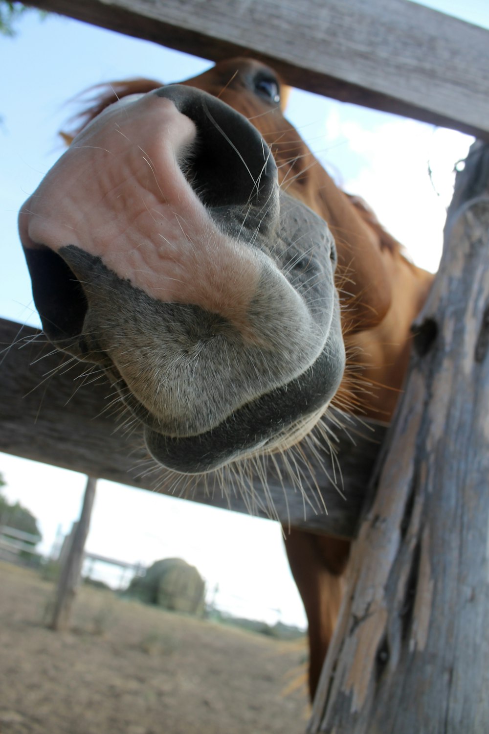 a horse with its nose through a fence
