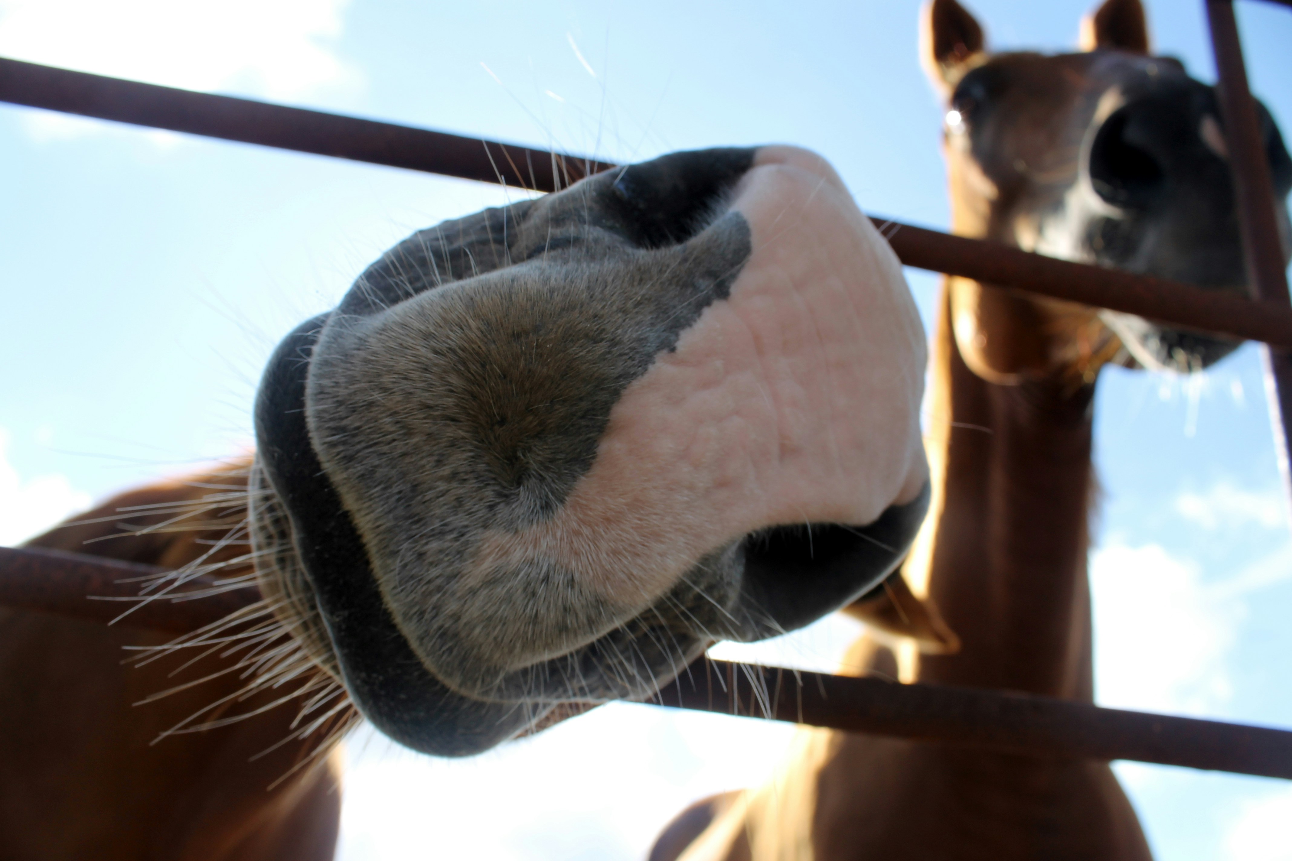 a horse looking through a window