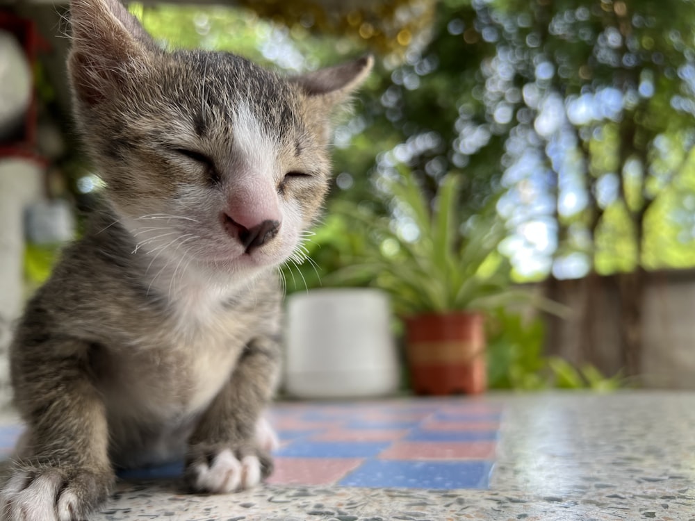 a cat lying on a tile floor