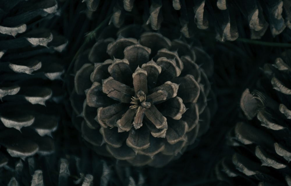 a starfish on a black surface