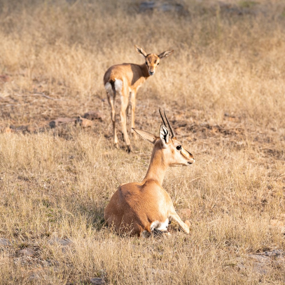 a group of animals in a field