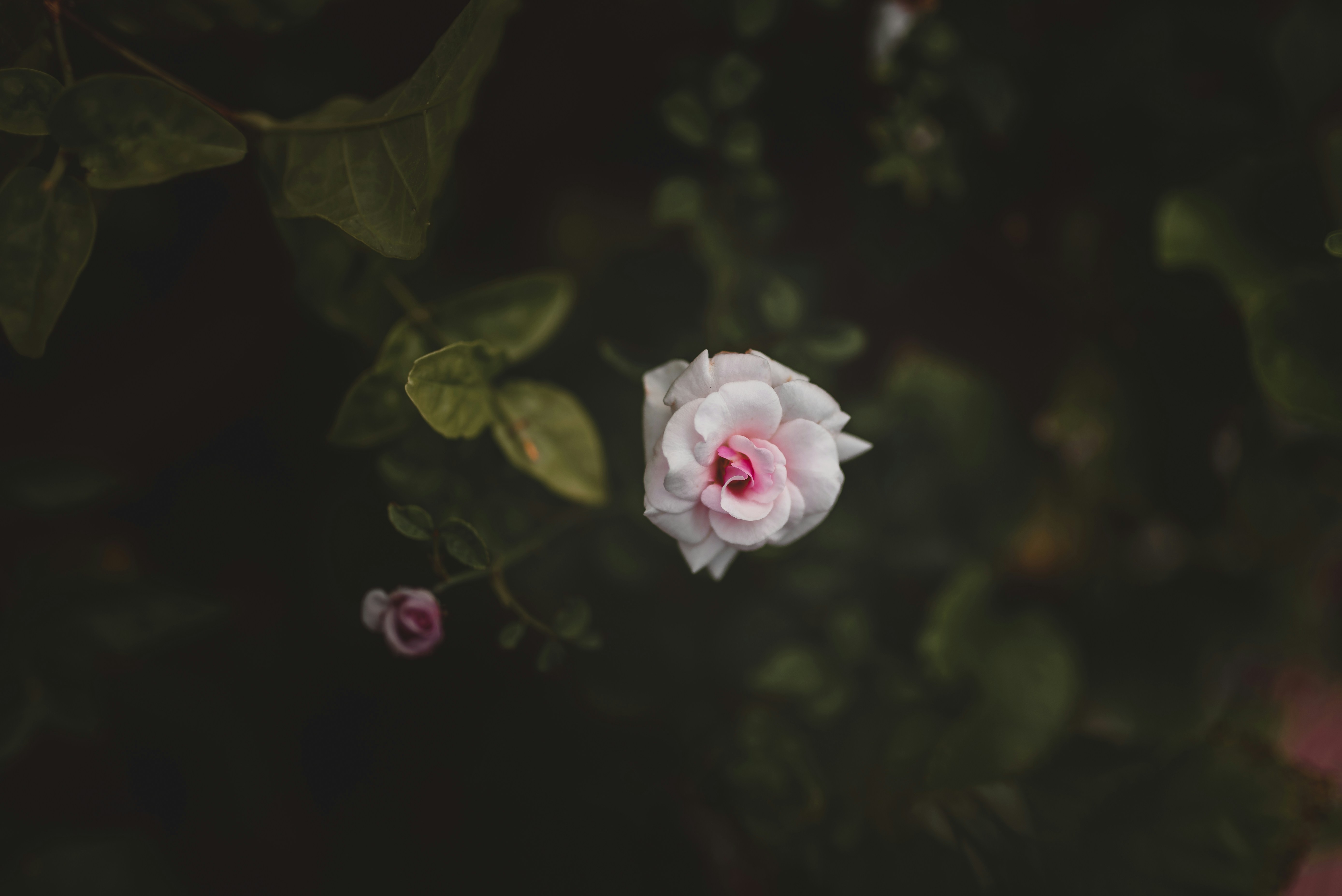 Photo by konmmesmeehaku