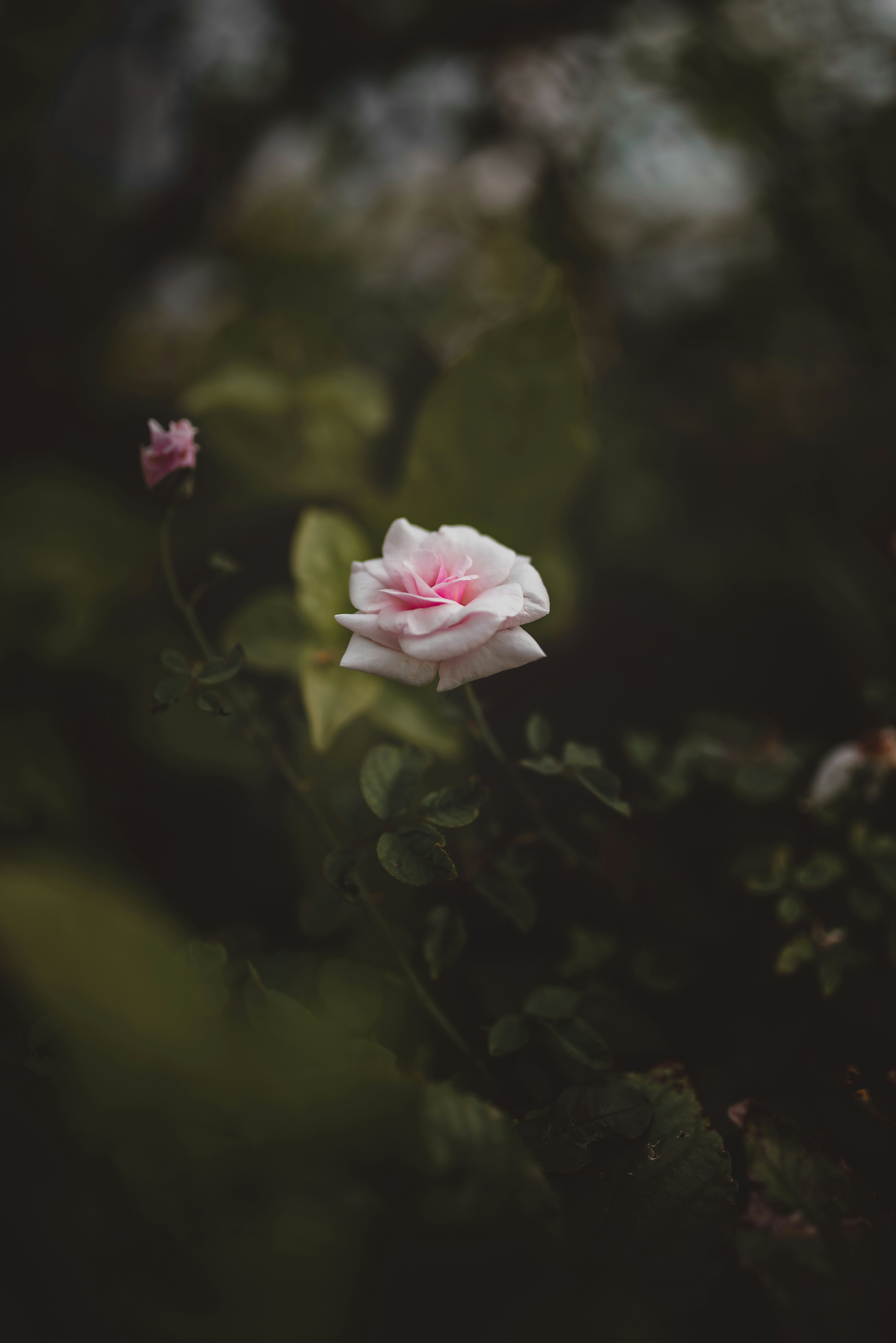 Photo by konmmesmeehaku