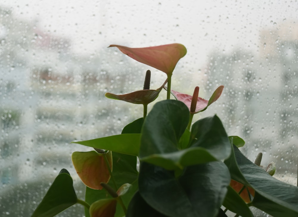 a close-up of some leaves